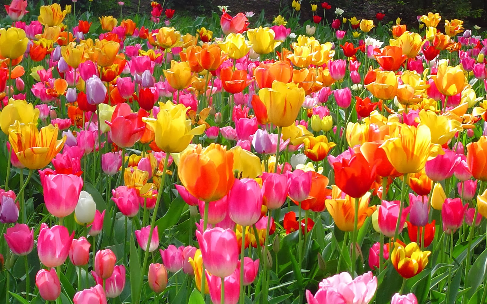 wallpapers: Tulips Wallpapers