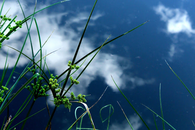 reflexo do céu na água e plantas - reflection of sky in water and plants