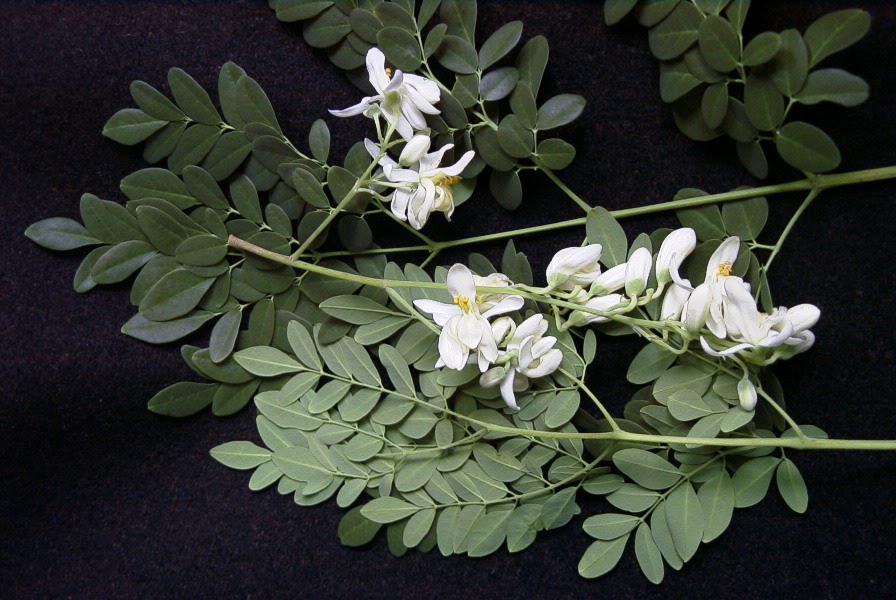 The latest dirt from my garden Moringa, Tree of Life