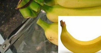 Como eliminar a mosca de frutas.