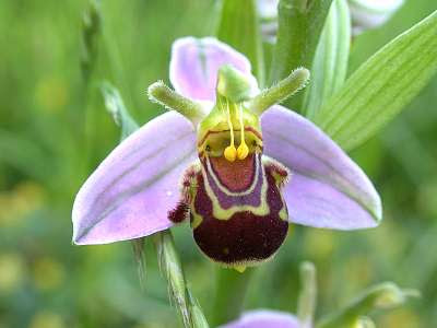 Bee Orchid