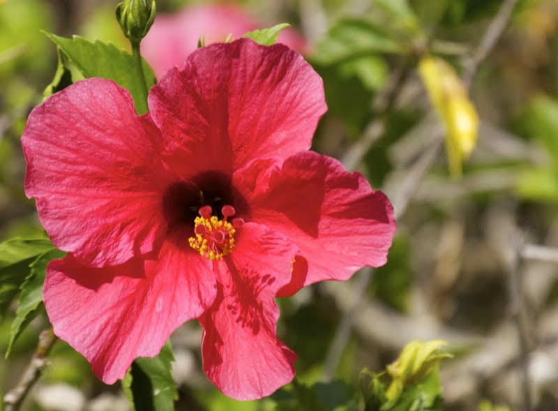 Life is Good Kauai, Hawaii Flowers