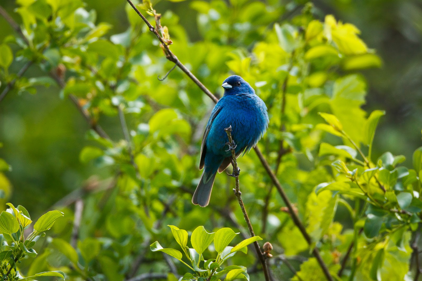 Feather Tailed Stories Indigo Bunting