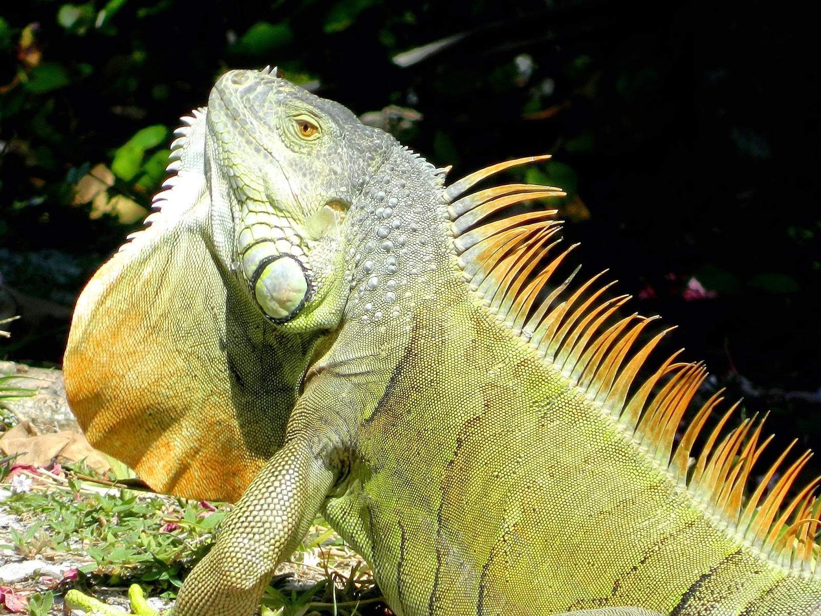 Male Vs Female Iguana.