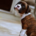 How much does a Boxer Puppy Cost?