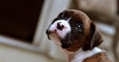 Download Boxer Puppies Price Range Photos