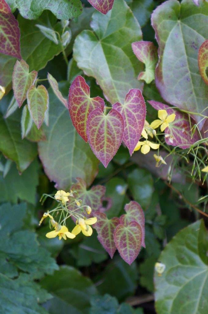 Flowers and Weeds Prettier in Pink, and More Spring Flower Photos