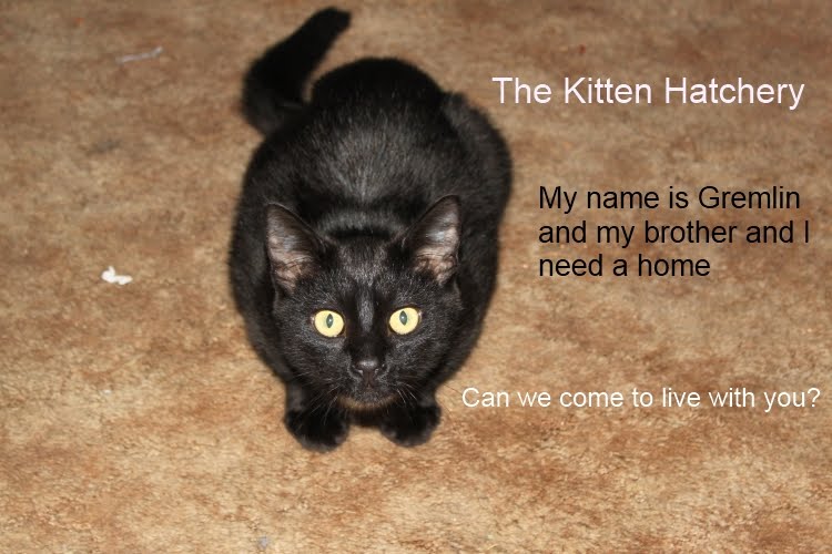 The Kitten Hatchery