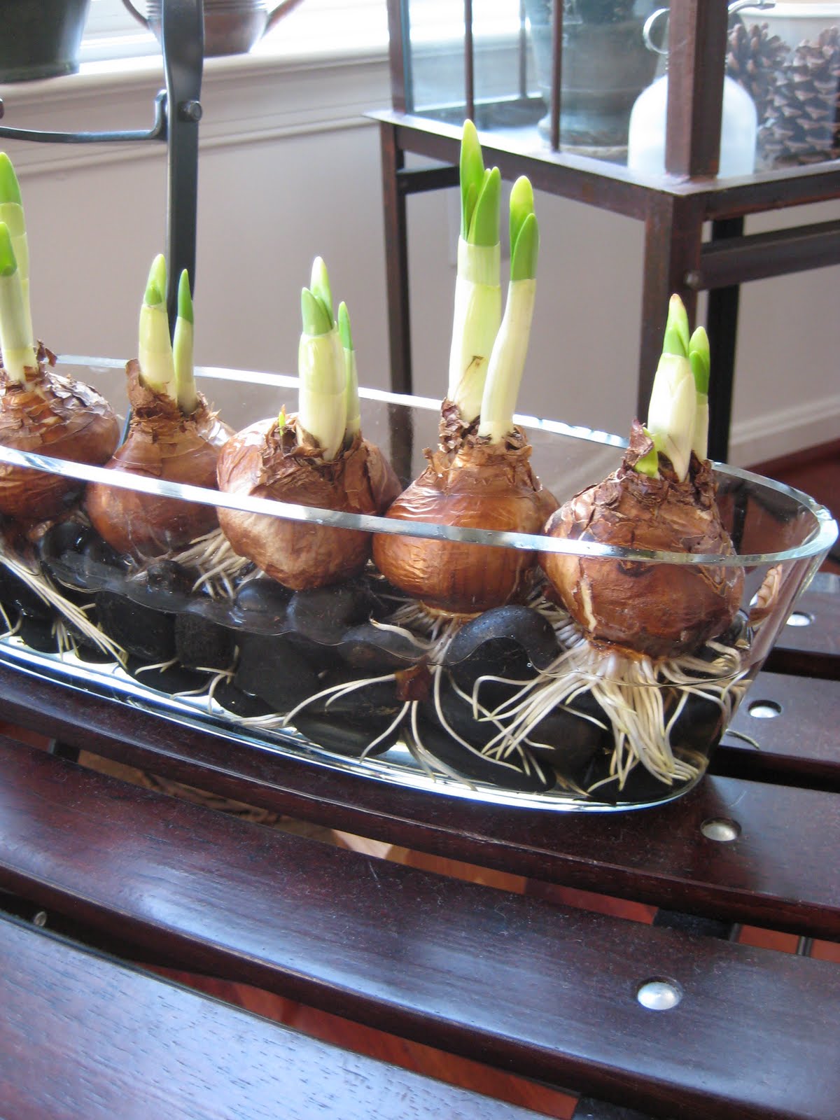 Gardening over therapy Water Tulips