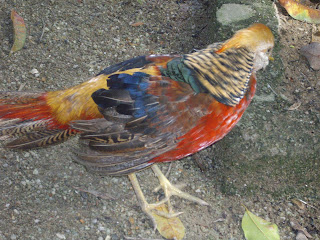 Pembiak Ayam Ratu LHK dan Malaysia Indio Gigante: Lawatan ke tempat