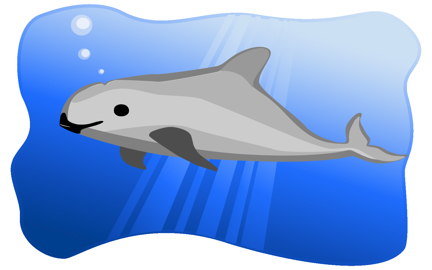 especie carismatica en baja california VAQUITA MARINA