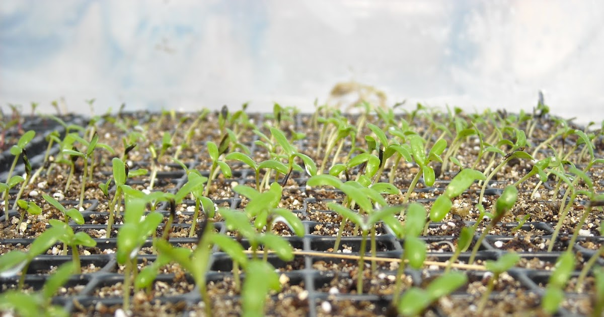 Cross Creek Farm Family How we build a germination box