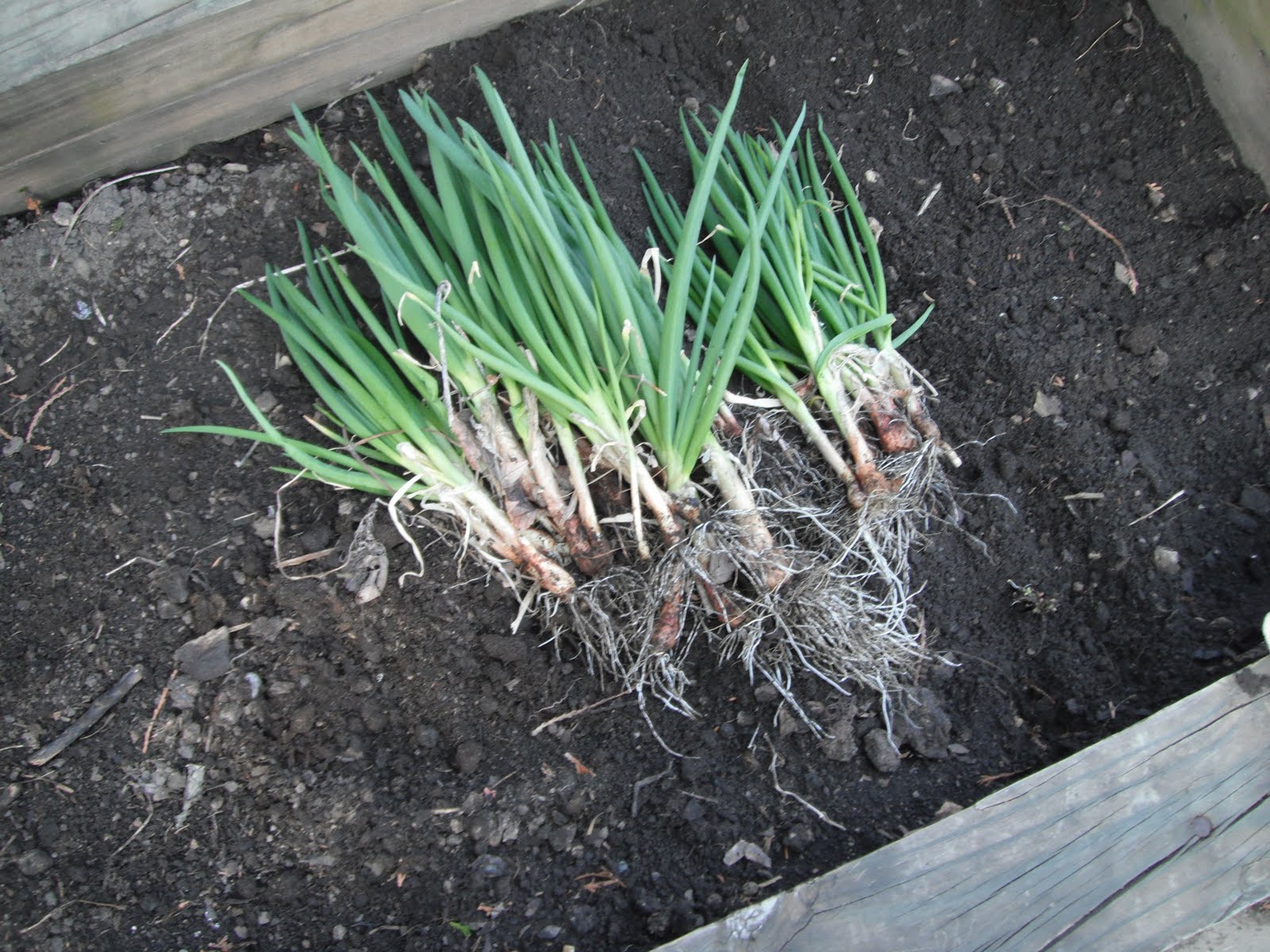 PARTY Gardening 101 How to plant spring onions and beets?