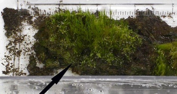 Cientistas ressuscitam a planta mais antiga do mundo, com 1500 anos