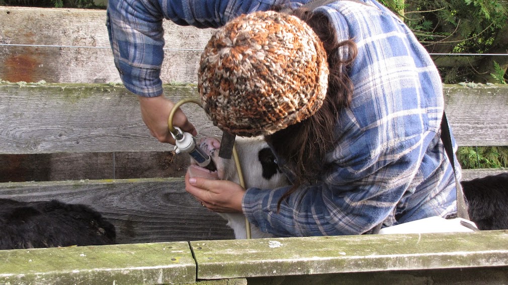 drenching young cattle in chute wwoof workway new zealand