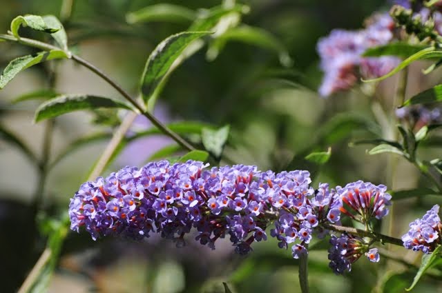 Buddleja davidii 43