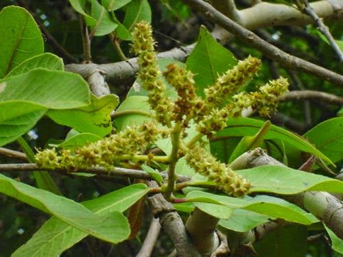 Terminalia Arjuna Side Effects