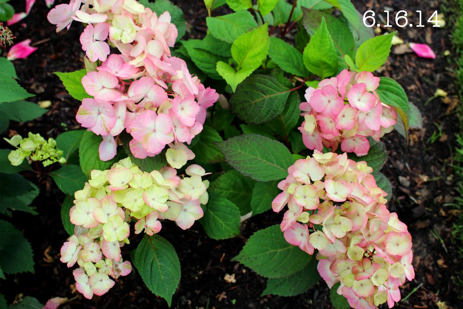Roses Du Jardin Cheneland Le Jardin En Juillet