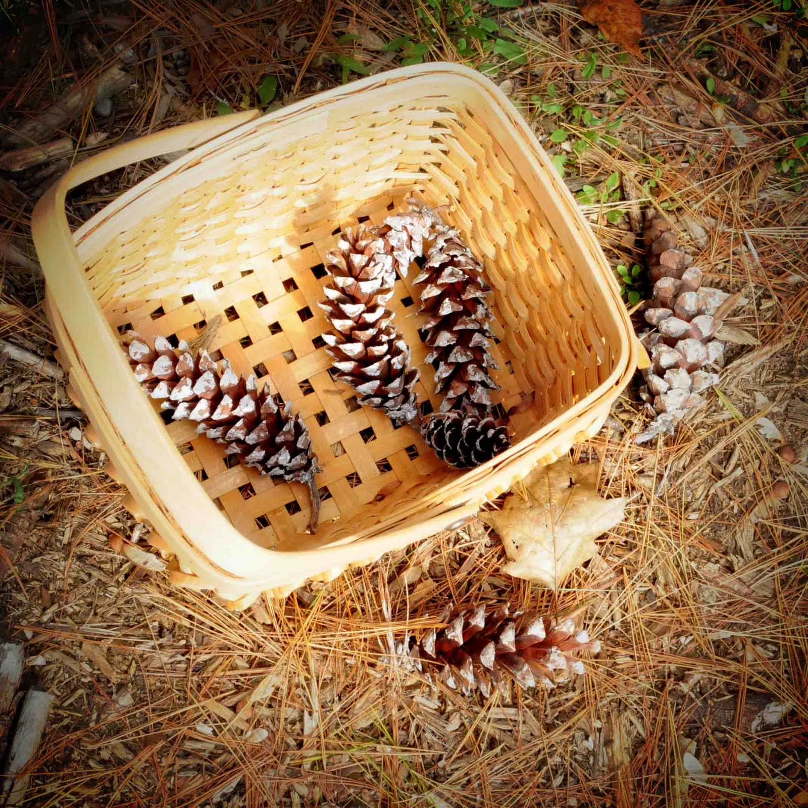 Gonna Stuff a Chicken Gathering and Prepping Pine Cones
