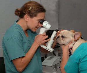 My Career as a Veterinary Ophthalmologist