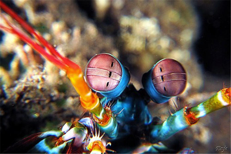 peacock shrimp