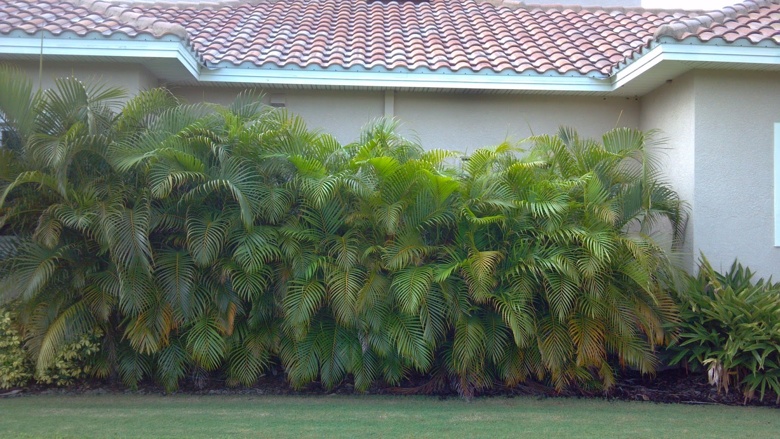 A Quality Plant Areca Palm used as a screen / Wholesale Areca Palms