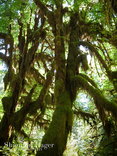 Shannon Hager Photography, Hoh Rainforest, Hall of Mosses