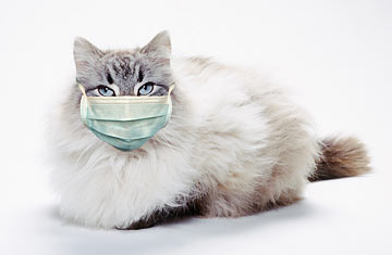 Не чихайте на котиков