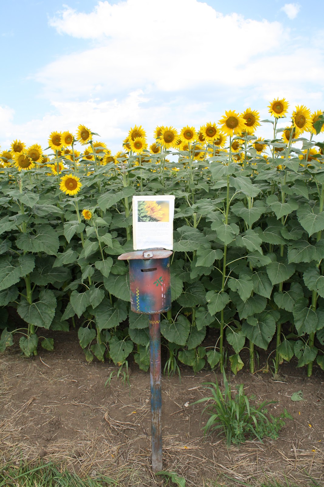 The Best Moments: The Sunflower Farm