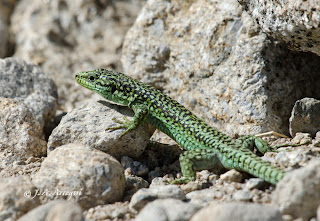 Lagartija carpetana, Iberolacerta cyneri. Lagartija carpetana, Iberolacerta cyneri.