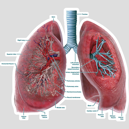 DIAGRAMS: Lungs Cross Section - Labeled - Body Diagram