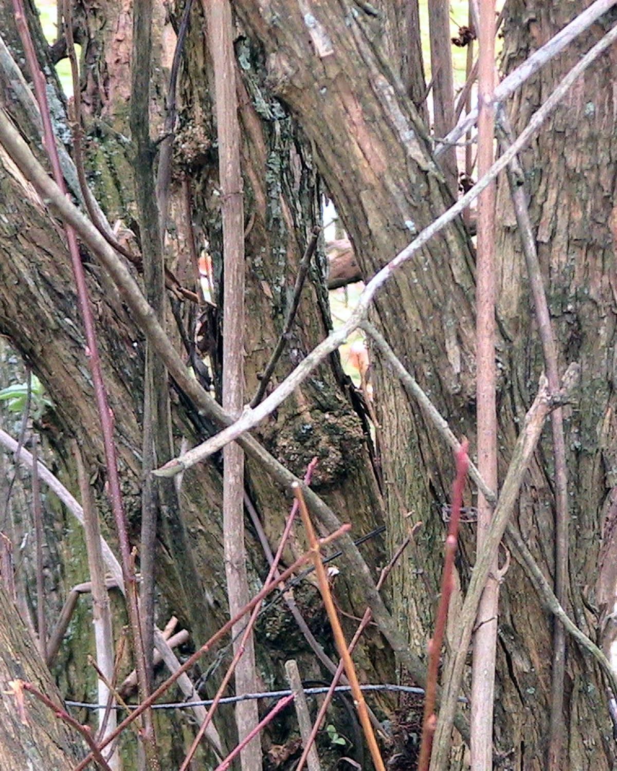 The Truth About Burning Bush Three Years Later