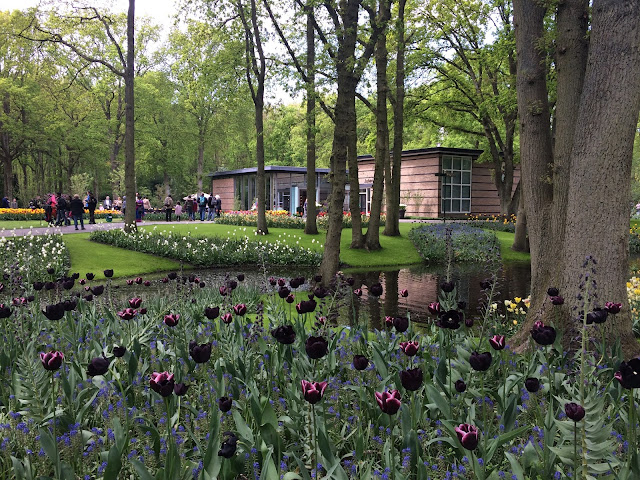 парк тюльпанов в Голландии Кейкенхоф