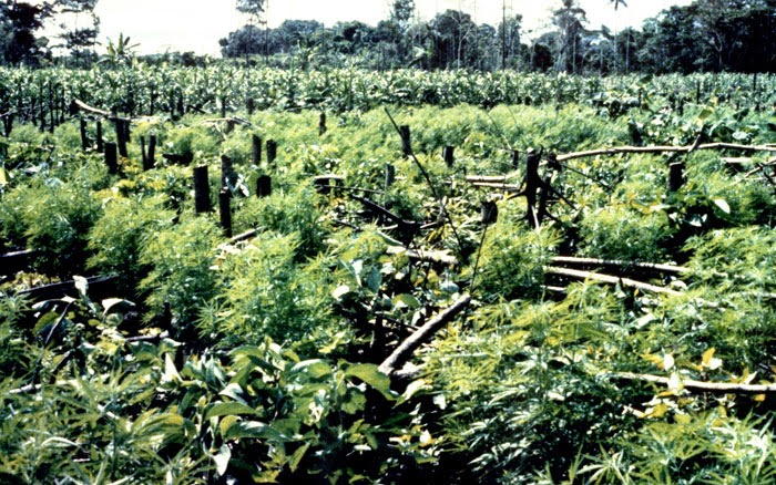 Outdoor Cannibis Cultivation Area - Source: http://www.deamuseum.org/ccp/cannabis/production-distribution.html