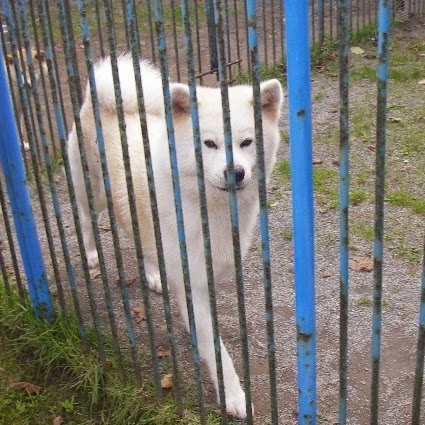 なぎさの子 稚内動物ふれあいランド