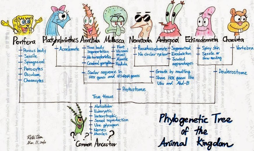 The Genealogical World Of Phylogenetic Networks Phylogenetics