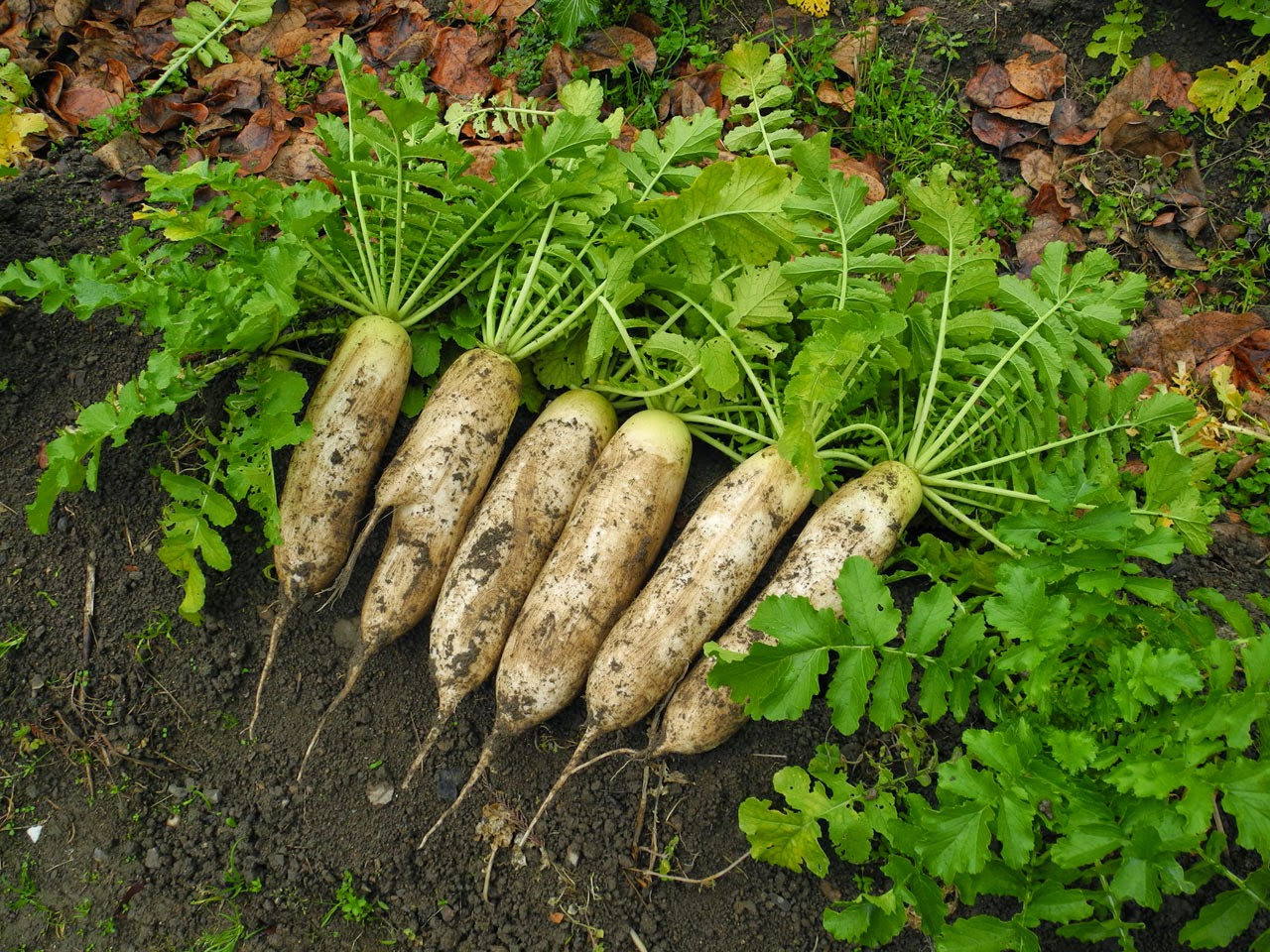 Uapoom Blog 大根の保存