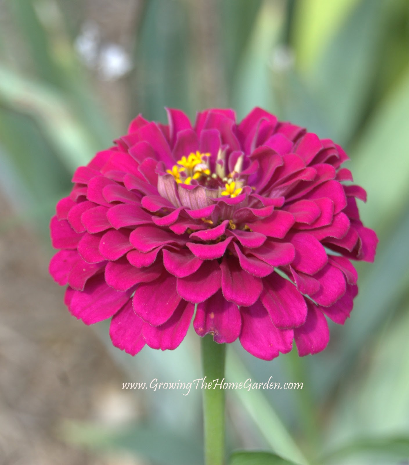 August in Bloom in My Tennessee Garden Growing The Home Garden