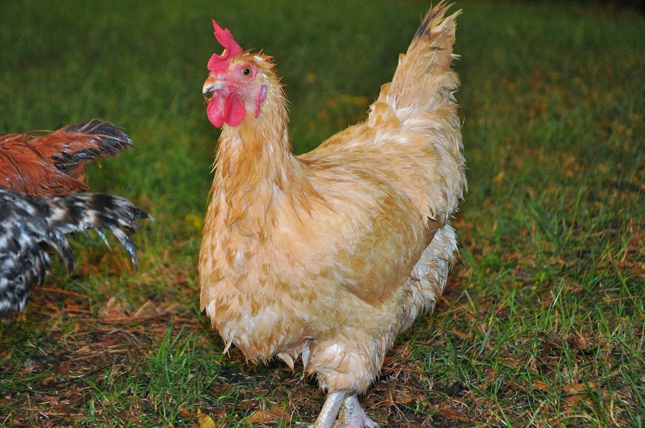 Chickens in the Rain Community Chickens