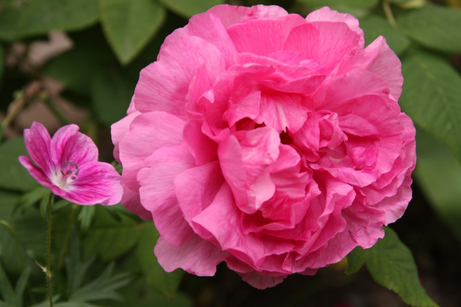 Slots gratis Bank Walt