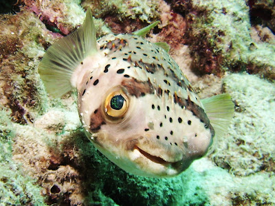 اخطر 10 مخلوقات في العالم.. معلومات غريبة جدا! Puffer+Fish3