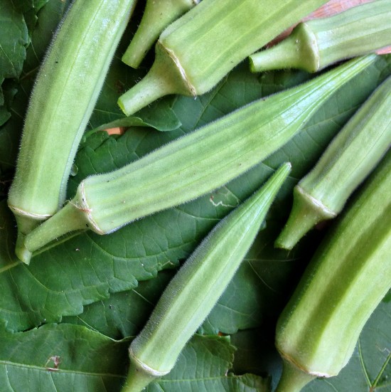 The Rainforest Garden 5 Unusual Uses for Okra