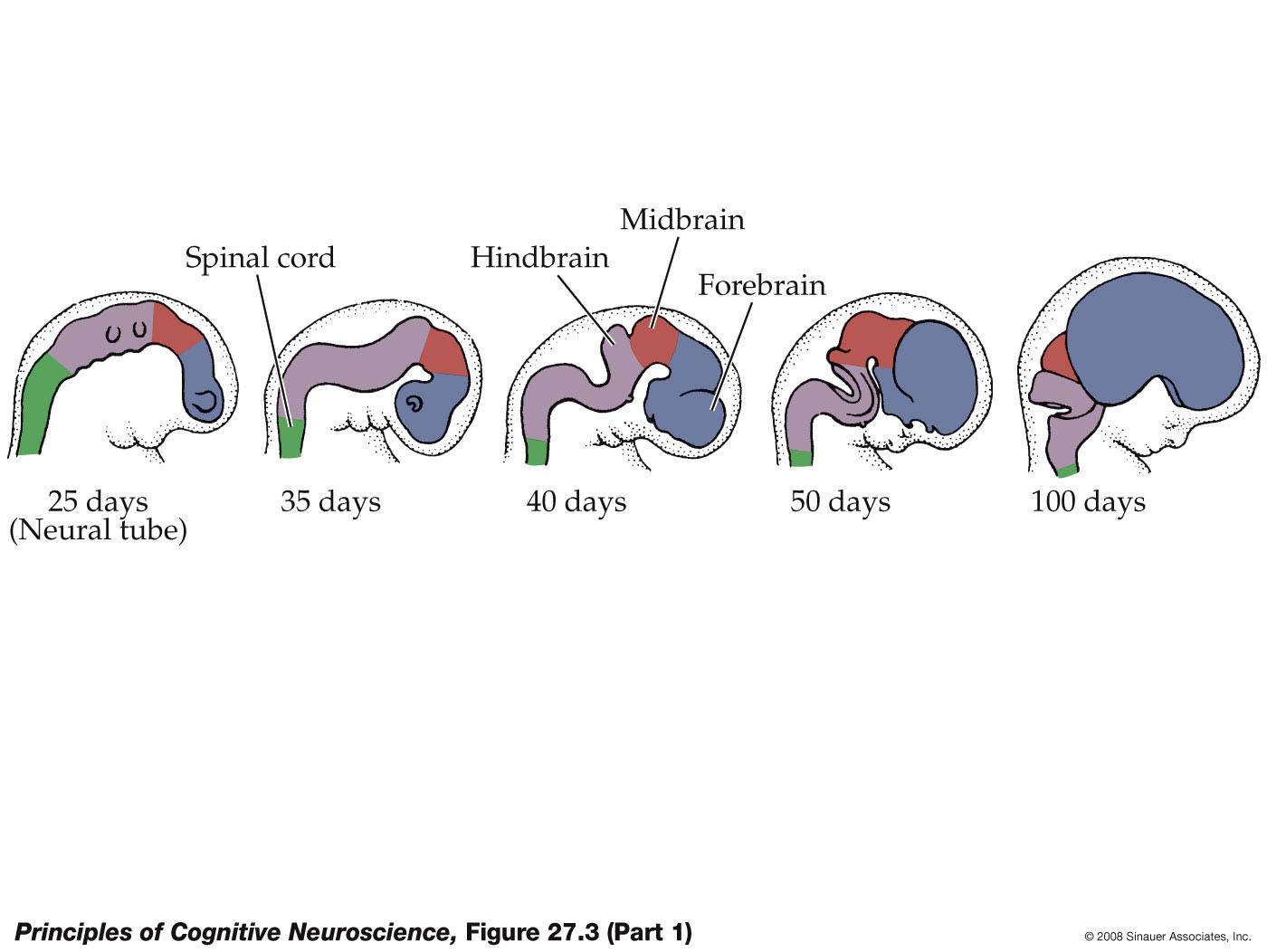 Vitamins increase brain function image 1