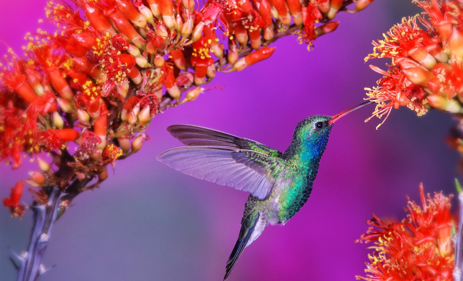 free photo caption software free photo caption software