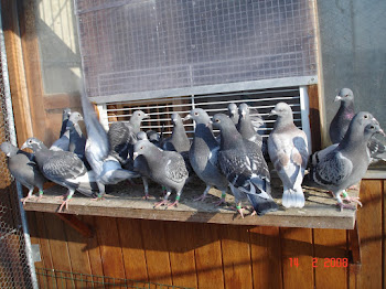pigeonneaux 2008