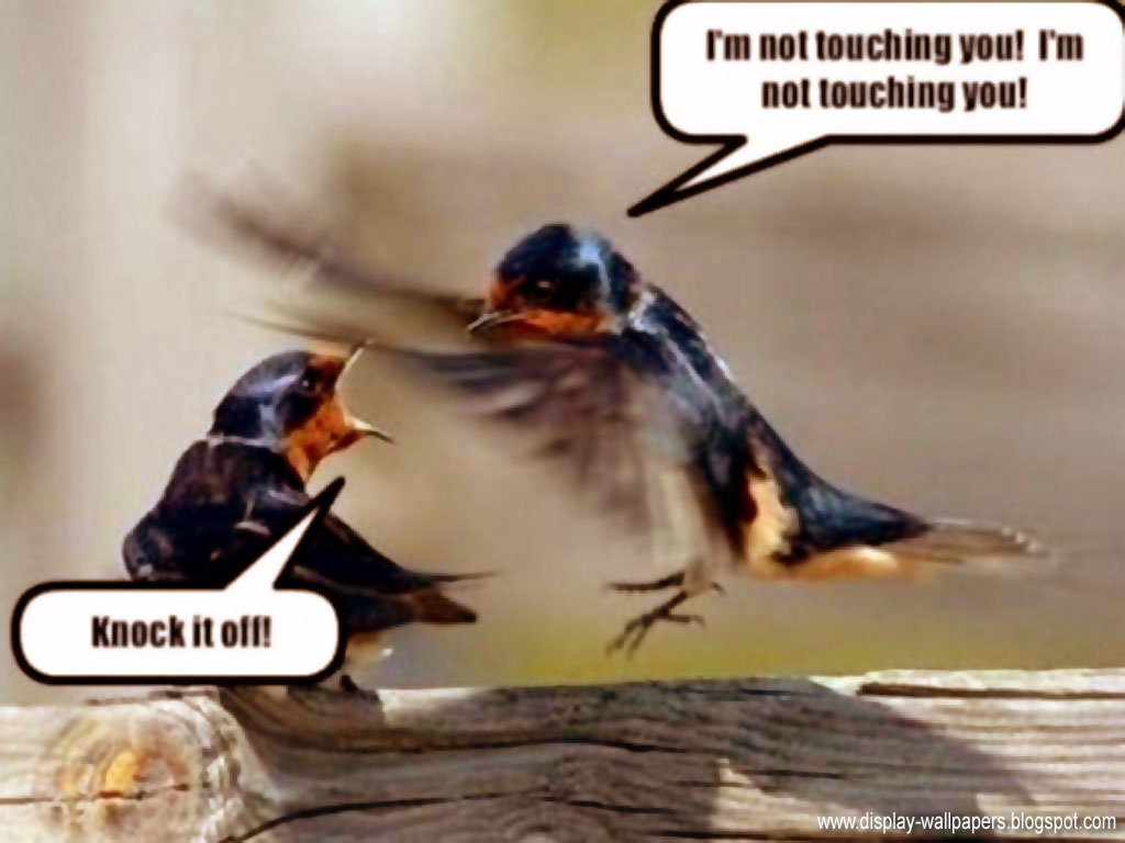 Wallpapers Download: New Funny Wallpapers 2012