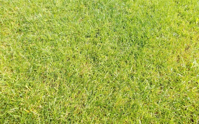 Groene achtergrond met gras