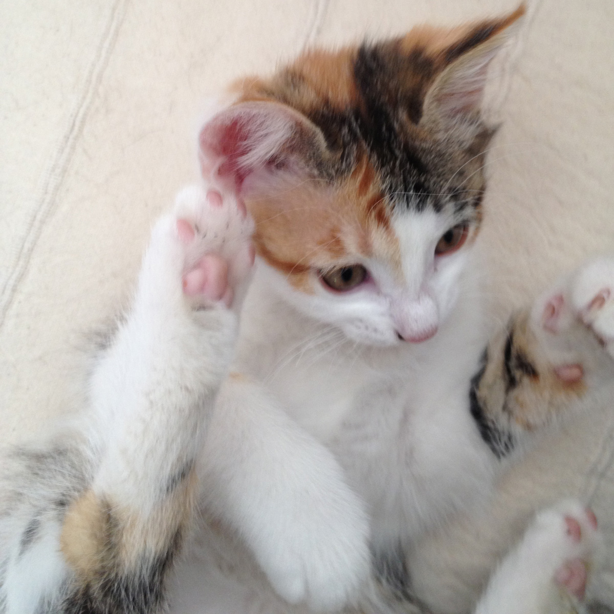 Ursula Gosteli S Go Web Blog Juni 2013