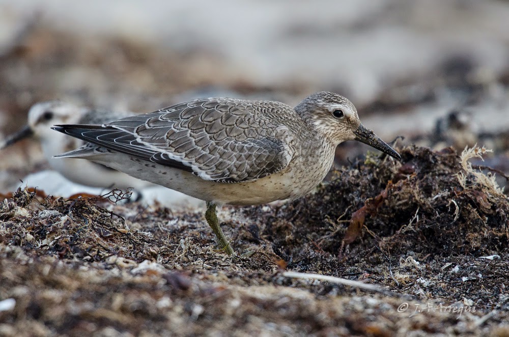 Correlimos gordo, Calidris canutus, Red Knot Correlimos gordo, Calidris canutus, Red Knot