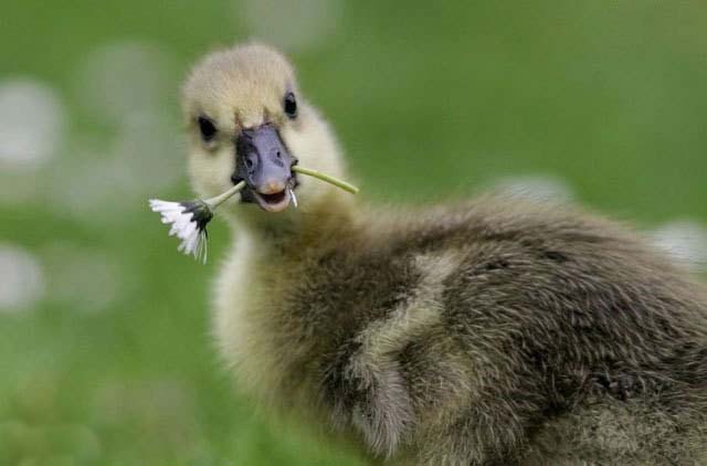 All Funny,Cute,Cool and Amazing Animals: Funny Duck Images-Pictures and